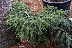 Dawsoniana Hemlock (Tsuga canadensis 'Dawsoniana') at Lakeshore Garden Centres