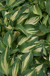 Fantasy Island Hosta (Hosta 'Fantasy Island') at Lakeshore Garden Centres