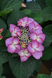 Seaside Serenade Crystal Cove Hydrangea (Hydrangea macrophylla 'Crystal Cove') at Lakeshore Garden Centres