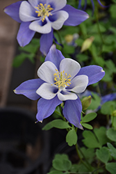 Songbird Blue Bird Columbine (Aquilegia 'Blue Bird') at Peter Knippel Garden Centre