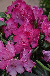 Hellikki Rhododendron (Rhododendron 'Hellikki') at Lakeshore Garden Centres