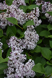 Little Darling Lilac (Syringa 'SMSDTL') at Lakeshore Garden Centres