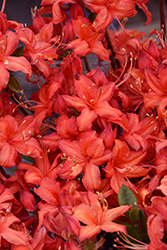 Electric Lights Red Azalea (Rhododendron 'UMNAZ 502') at Lakeshore Garden Centres