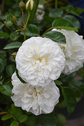 Grace N' Grit White Rose (Rosa 'Meidyceus') at Lakeshore Garden Centres