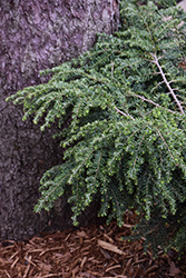 Dawsoniana Hemlock (Tsuga canadensis 'Dawsoniana') at Lakeshore Garden Centres