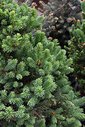 North Star Spruce (Picea glauca 'North Star') at Lakeshore Garden Centres