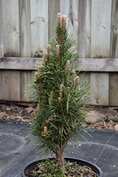 Komet Dwarf Austrian Pine (Pinus nigra 'Komet') at Lakeshore Garden Centres