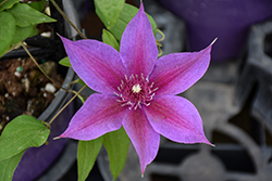 Adam's Courage Clematis (Clematis 'Adam's Courage') at Lakeshore Garden Centres