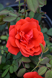 Morden Fireglow Rose (Rosa 'Morden Fireglow') at Green Thumb Garden Centre