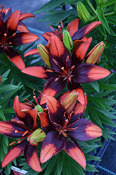 Lily Looks Tiny Ink Lily (Lilium 'Tiny Ink') at Lakeshore Garden Centres