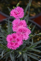 Pink Fire Pinks (Dianthus 'Pink Fire') at Lakeshore Garden Centres