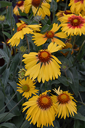 Amber Wheels Blanket Flower (Gaillardia x grandiflora 'Amber Wheels') at Peter Knippel Garden Centre