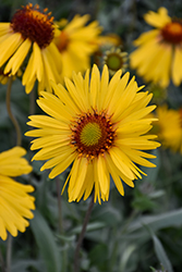 Amber Wheels Blanket Flower (Gaillardia x grandiflora 'Amber Wheels') at Peter Knippel Garden Centre