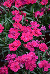 Beauties Tiiu Pinks (Dianthus 'Hilarian') at Lakeshore Garden Centres