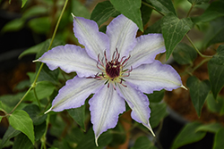 The First Lady Clematis (Clematis 'The First Lady') at Lakeshore Garden Centres