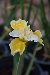 Peacock Butterfly Solar Energy Siberian Iris (Iris sibirica 'Solar Energy') at Lakeshore Garden Centres