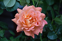 Marmalade Dream Rose (Rosa 'Marmalade Dream') at Lakeshore Garden Centres