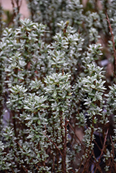 Silver Star Sea Buckthorn (Hippophae rhamnoides 'Silver Star') at Lakeshore Garden Centres