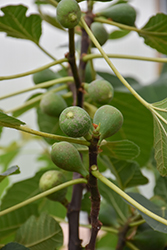 Kadota Fig (Ficus carica 'Kadota') at Lakeshore Garden Centres