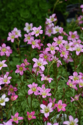 Touran Pink Saxifrage (Saxifraga x arendsii 'Touran Pink') at Lakeshore Garden Centres