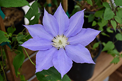 H.F. Young Clematis (Clematis 'H.F. Young') at Peter Knippel Garden Centre
