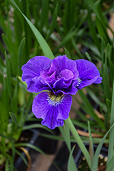 Concord Crush Siberian Iris (Iris sibirica 'Concord Crush') at Lakeshore Garden Centres
