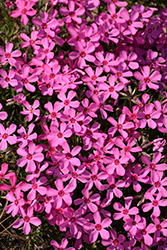 Spring Bling Ruby Riot Hybrid Moss Phlox (Phlox 'Ruby Riot') at Peter Knippel Garden Centre