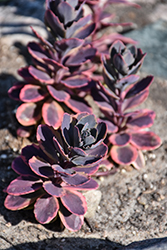 Sunsparkler Dazzling Dynamite Stonecrop (Sedum 'Dazzling Dynamite') at Peter Knippel Garden Centre
