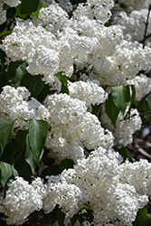 Avalanche Lilac (Syringa vulgaris 'Avalanche') at Lakeshore Garden Centres