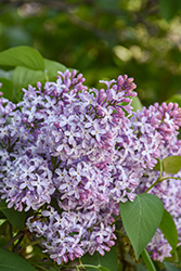 New Age Lavender Lilac (Syringa vulgaris 'G13099') at Lakeshore Garden Centres