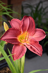 Charles Johnston Daylily (Hemerocallis 'Charles Johnston') at Peter Knippel Garden Centre
