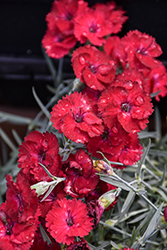 Mountain Frost Red Garnet Pinks (Dianthus 'Red Garnet') at Golden Acre Home & Garden