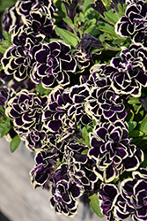 Midnight Gold Petunia (Petunia 'MIYOPEEA') at Lakeshore Garden Centres