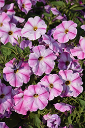 ColorRush Pink Star Petunia (Petunia 'Balcushpar') at Lakeshore Garden Centres