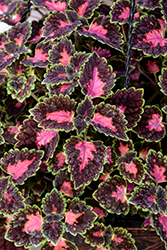 TrailBlazer Road Trip Coleus (Solenostemon scutellarioides 'Baltazrip') at Lakeshore Garden Centres