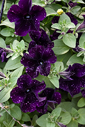 Starlet Midnight Sky Petunia (Petunia 'KLEPH19440') at Lakeshore Garden Centres
