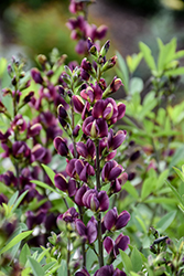 Burgundy Blast False Indigo (Baptisia 'Burgundy Blast') at Lakeshore Garden Centres