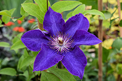 The President Clematis (Clematis 'The President') at Peter Knippel Garden Centre