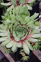 Ruby Heart Hens And Chicks (Sempervivum 'Ruby Heart') at Lakeshore Garden Centres