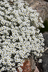 Yo Yo Snow-In-Summer (Cerastium tomentosum 'Yo Yo') at Lakeshore Garden Centres