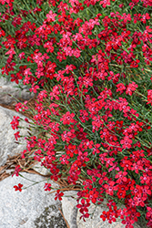 Flashing Light Maiden Pinks (Dianthus deltoides 'Flashing Light') at Lakeshore Garden Centres