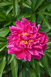 Karl Rosenfield Peony (Paeonia 'Karl Rosenfield') at Peter Knippel Garden Centre