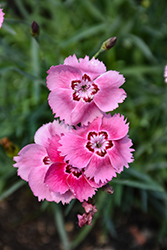 Sweetness Pinks (Dianthus plumarius 'Sweetness') at Lakeshore Garden Centres