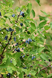 Sweetberry Honeysuckle (Lonicera caerulea var. edulis) at Lakeshore Garden Centres