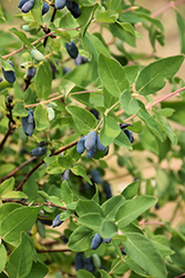 Indigo Treat Honeyberry (Lonicera caerulea 'Indigo Treat') at Peter Knippel Garden Centre