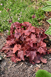 Northern Exposure Red Coral Bells (Heuchera 'TNHEUNER') at A Very Successful Garden Center