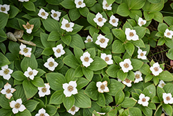 Bunchberry (Cornus canadensis) at Green Thumb Garden Centre