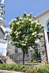 Summer Storm Japanese Tree Lilac (Syringa reticulata 'Summer Storm') at Lakeshore Garden Centres