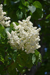 Summer Storm Japanese Tree Lilac (Syringa reticulata 'Summer Storm') at Lakeshore Garden Centres