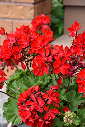 Fantasia Dark Red Geranium (Pelargonium 'Fantasia Dark Red') at Lakeshore Garden Centres